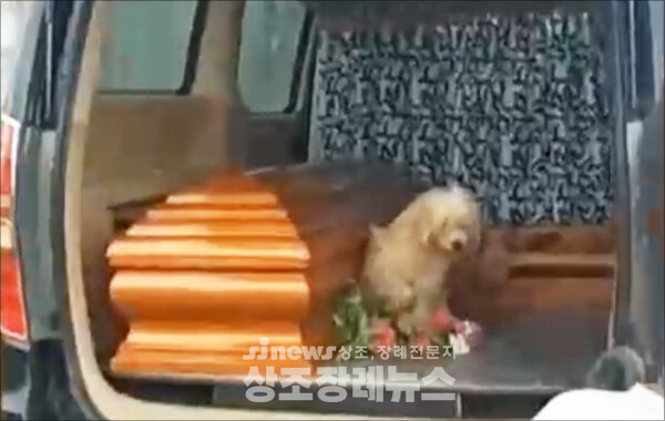 에콰도르에서 고인이 된 주인을 끝까지 지키고 있는 반려견